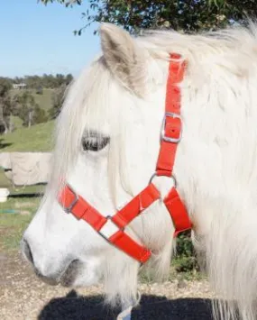 Eureka Shetland Buckle Halter