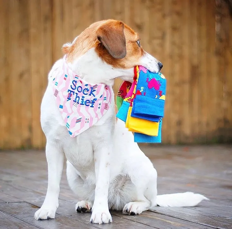 Sock Thief Dog Bandanas